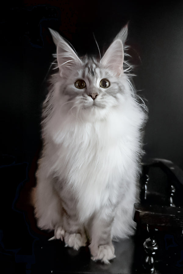Uspih | Maine Coon Kitten