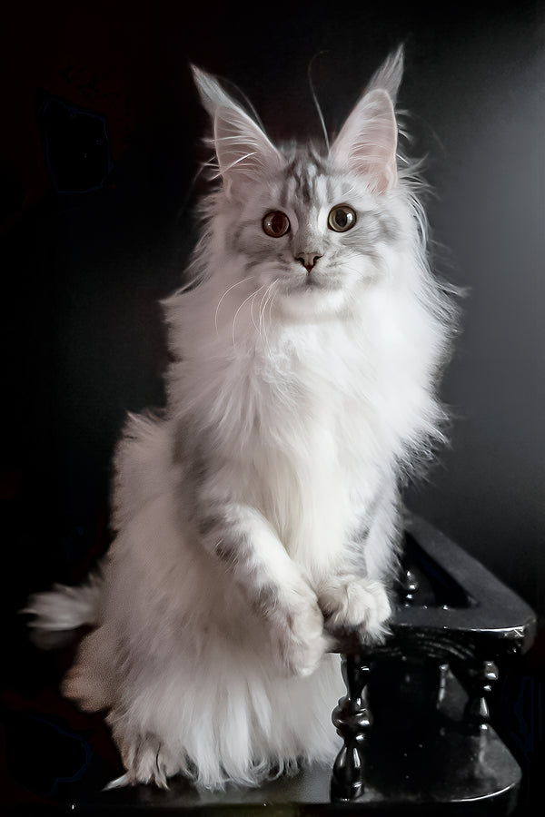 Uspih | Maine Coon Kitten