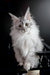 Uspih | Maine Coon Kitten