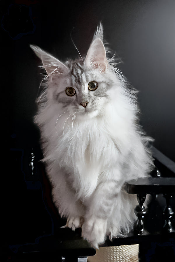Uspih | Maine Coon Kitten