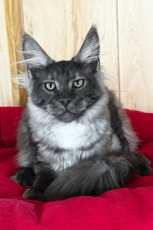 Ustin | Maine Coon Kitten