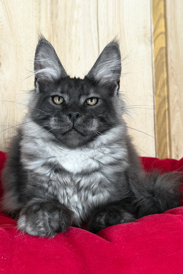 Ustin | Maine Coon Kitten