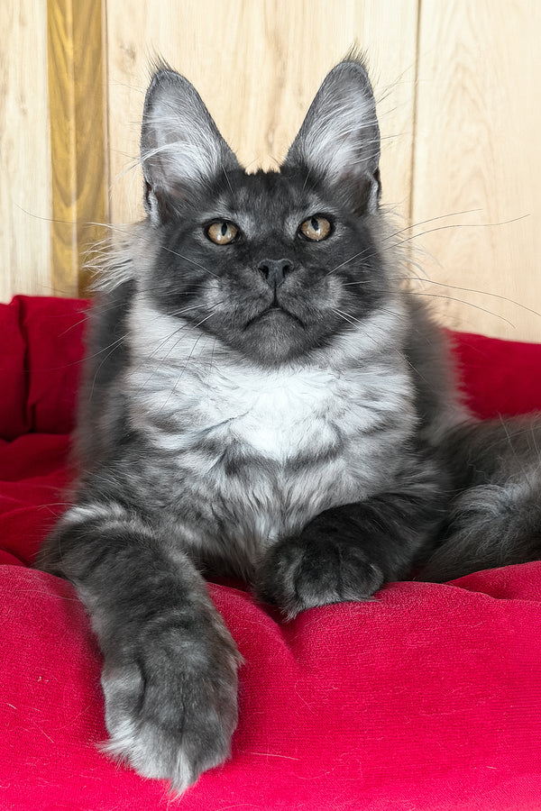 Ustin | Maine Coon Kitten