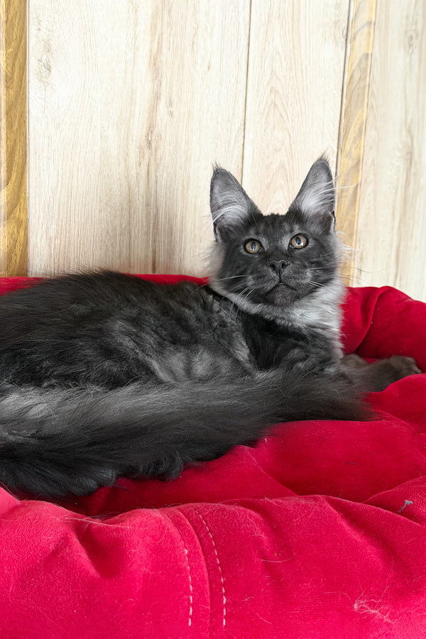 Ustin | Maine Coon Kitten