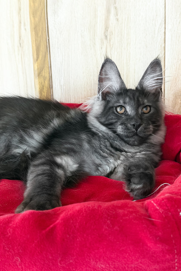 Ustin | Maine Coon Kitten