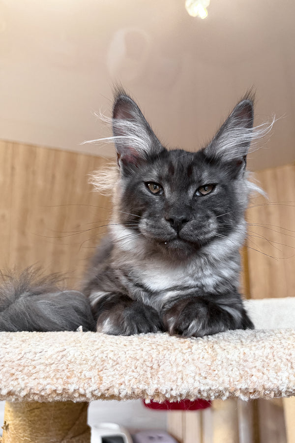 Ustin | Maine Coon Kitten