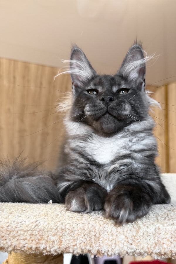 Ustin | Maine Coon Kitten