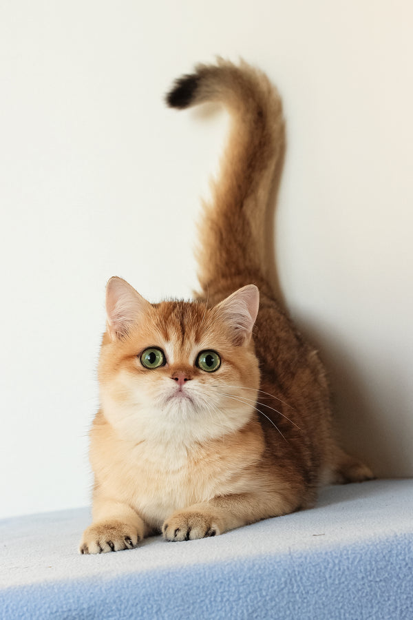 Veera | British Shorthair Kitten