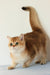 Veera | British Shorthair Kitten