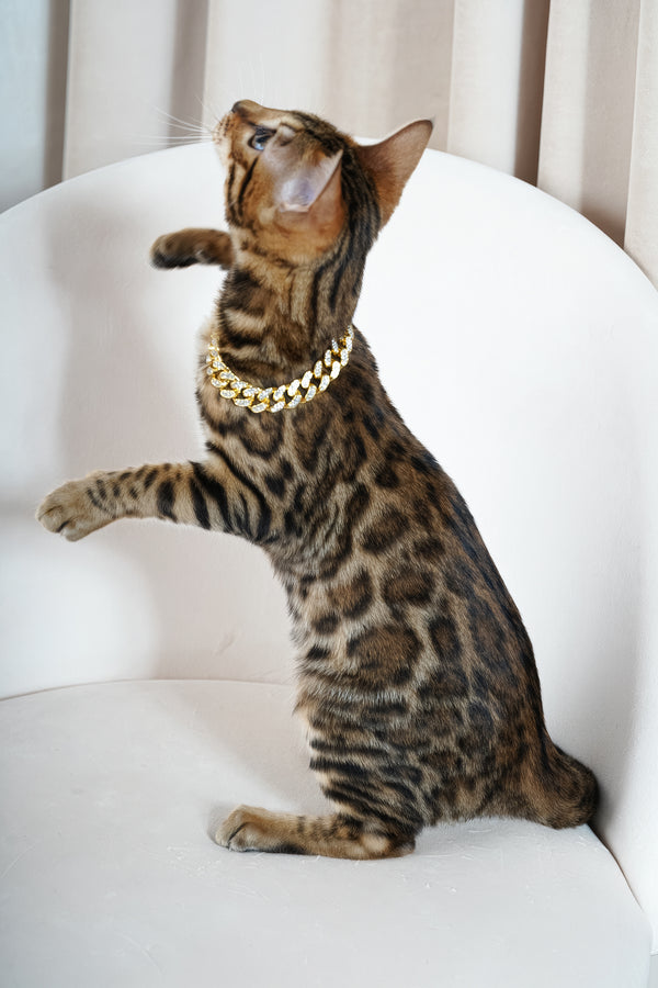 Valencia | Bengal Kitten