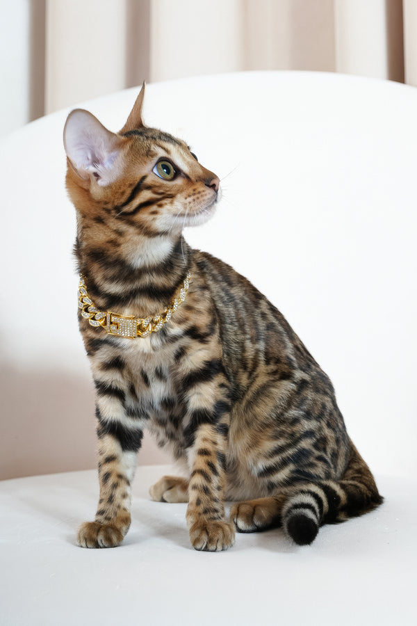 Valencia | Bengal Kitten
