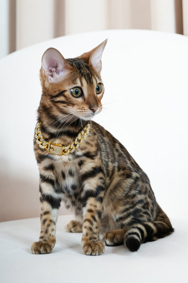 Valencia | Bengal Kitten