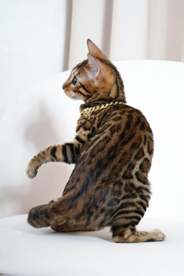 Valencia | Bengal Kitten