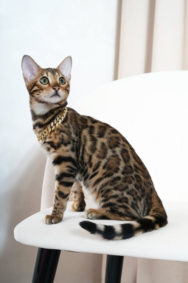 Valencia | Bengal Kitten