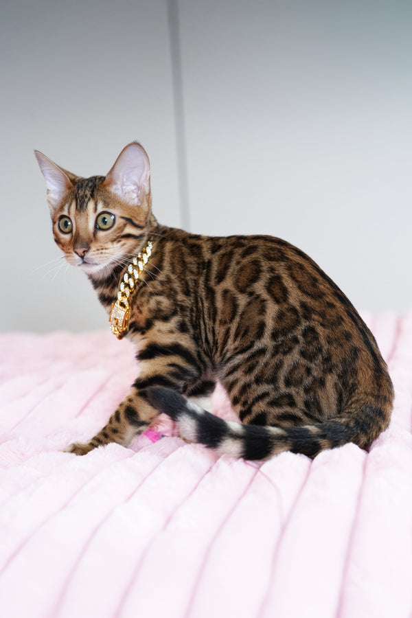 Valencia | Bengal Kitten