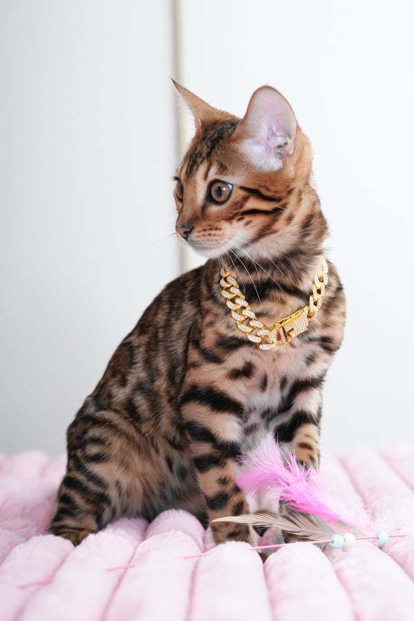 Valencia | Bengal Kitten