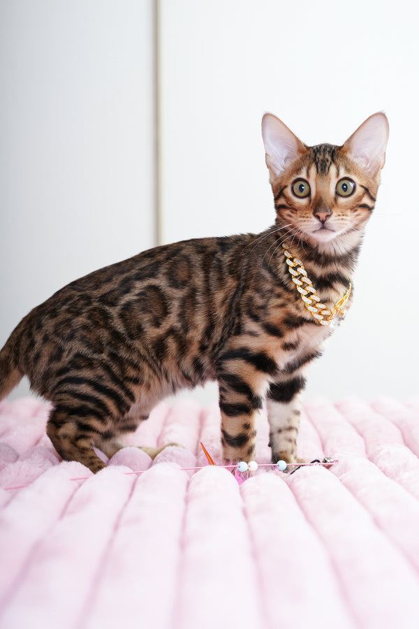 Valencia | Bengal Kitten