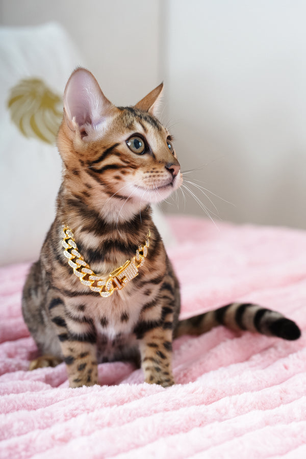 Valencia | Bengal Kitten