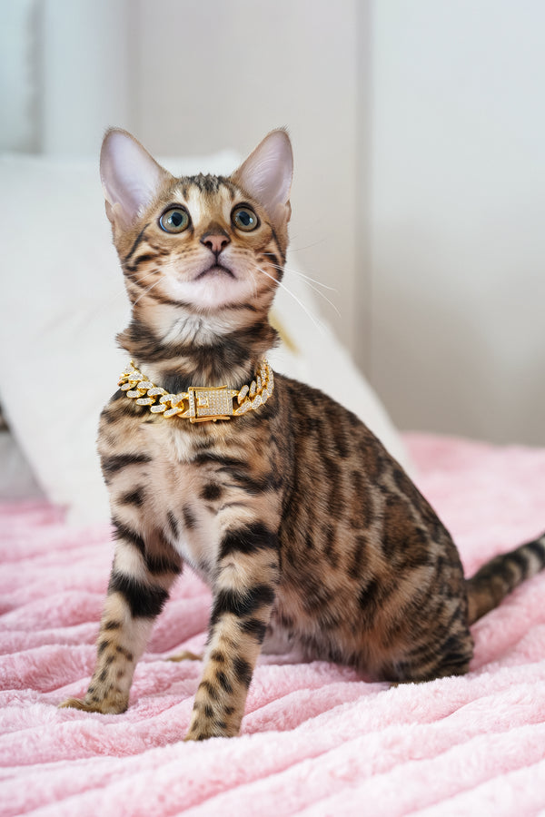 Valencia | Bengal Kitten