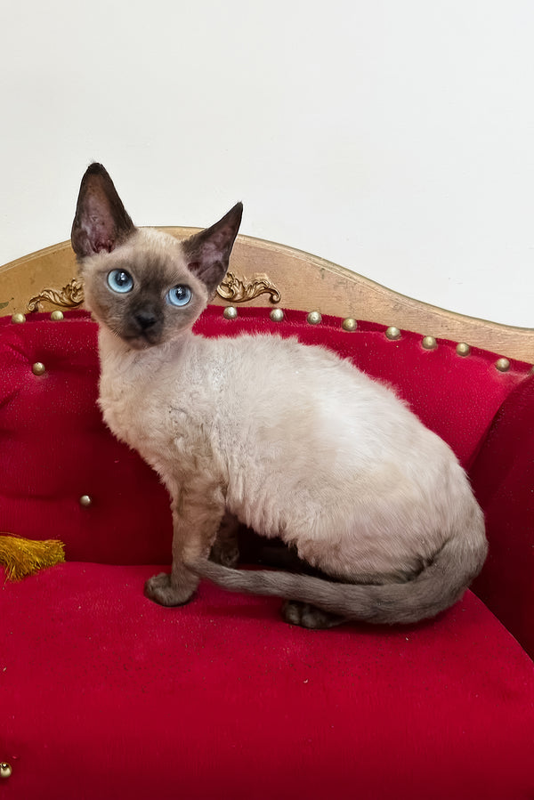 Valentin | Devon Rex Kitten