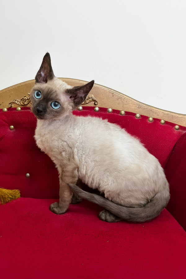 Valentin | Devon Rex Kitten
