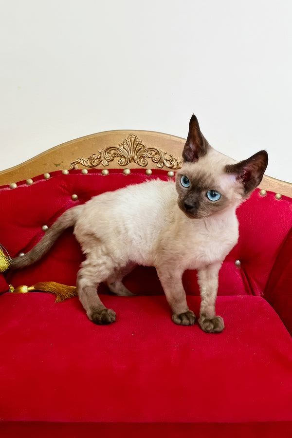 Valentin | Devon Rex Kitten
