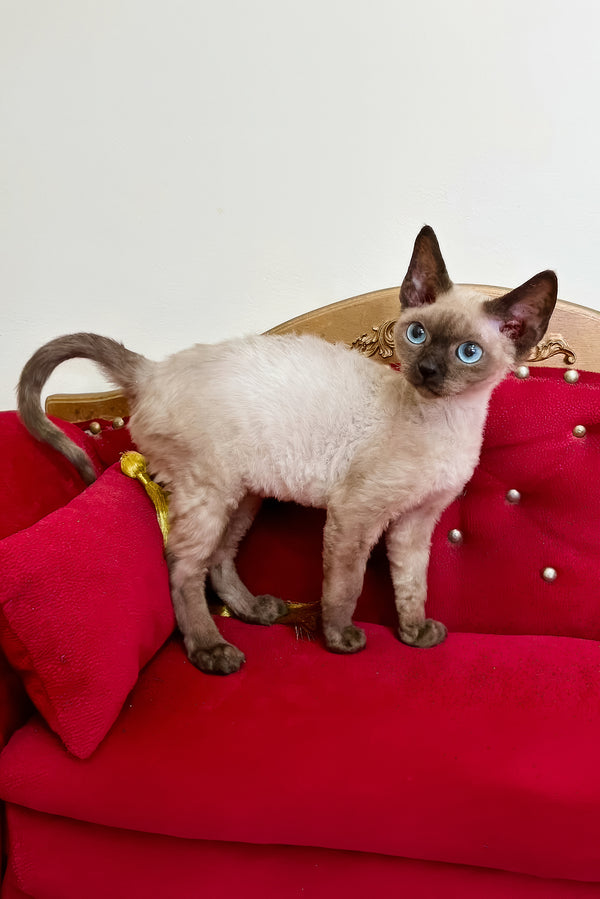 Valentin | Devon Rex Kitten