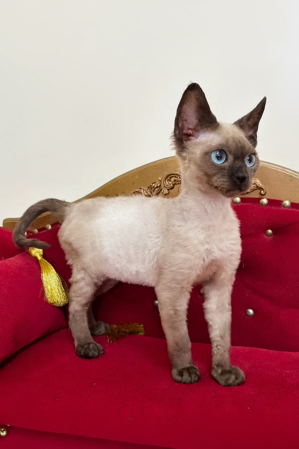 Valentin | Devon Rex Kitten