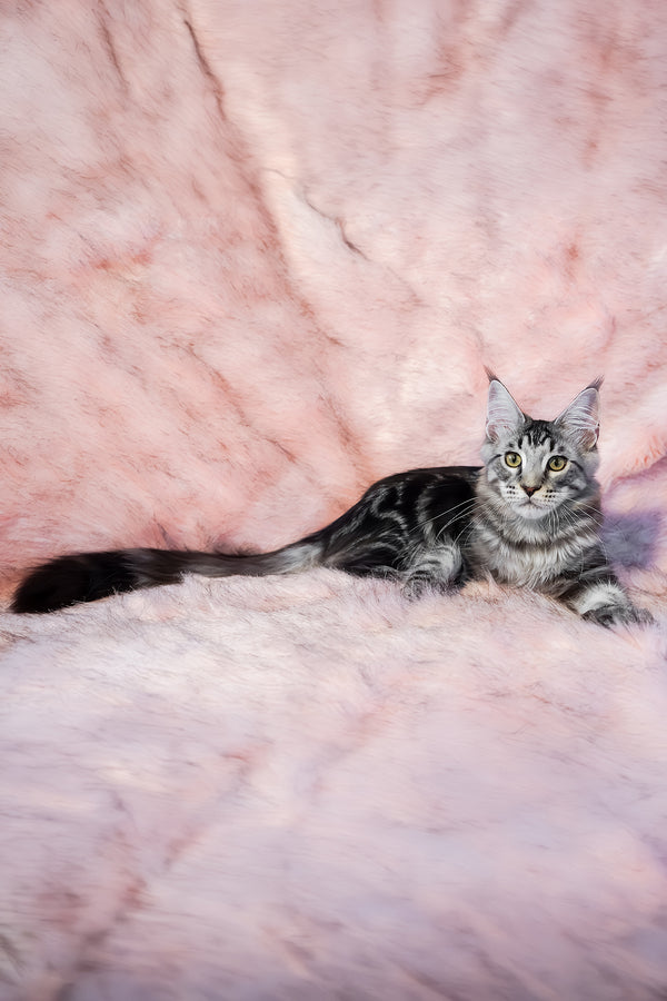 Valentino | Maine Coon Kitten