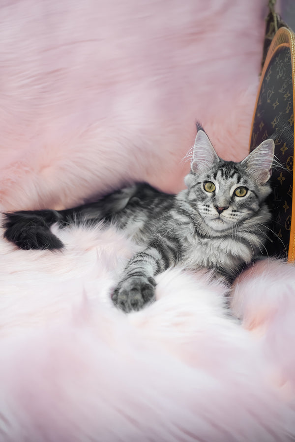 Valentino | Maine Coon Kitten