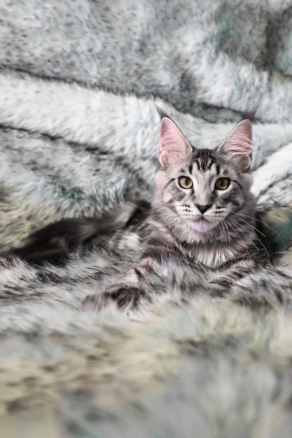 Valentino | Maine Coon Kitten