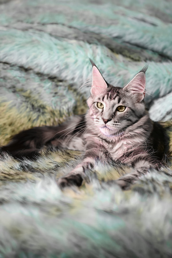 Valentino | Maine Coon Kitten
