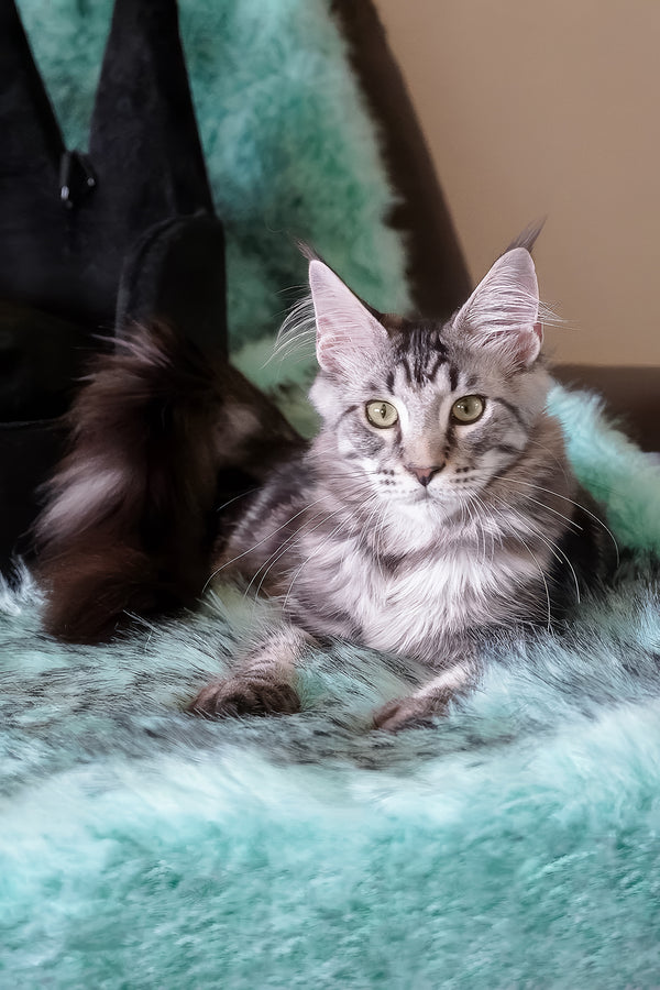 Valentino | Maine Coon Kitten
