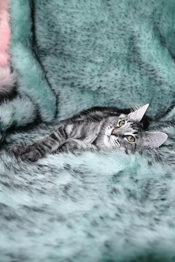 Valentino | Maine Coon Kitten