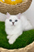 Valentino | British Longhair Kitten