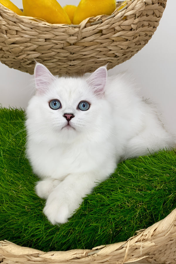 Fluffy british longhair kitten with striking blue eyes resting on artificial green grass perfect for silver shaded point lovers