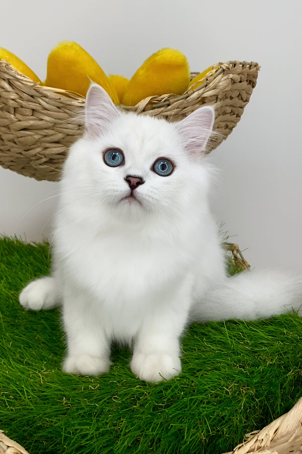 Valentino british longhair kitten with fluffy white fur and striking blue eyes sitting on artificial green grass
