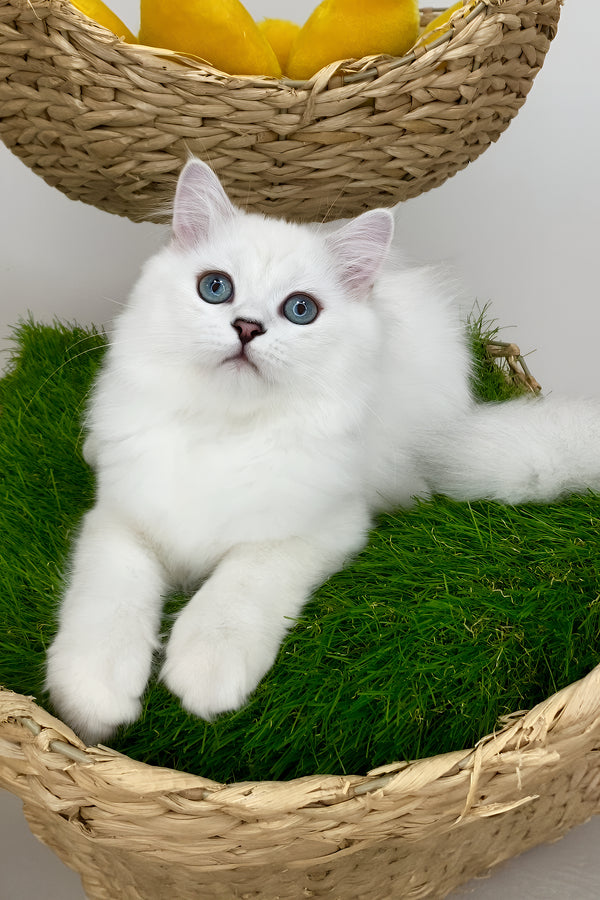 Valentino british longhair kitten with fluffy white fur and blue eyes resting on green grass in a wicker basket