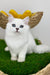 Valentino | British Longhair Kitten