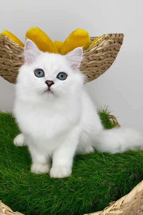 Valentino british longhair kitten with fluffy white fur and blue eyes sitting on artificial green grass