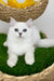 Valentino | British Longhair Kitten