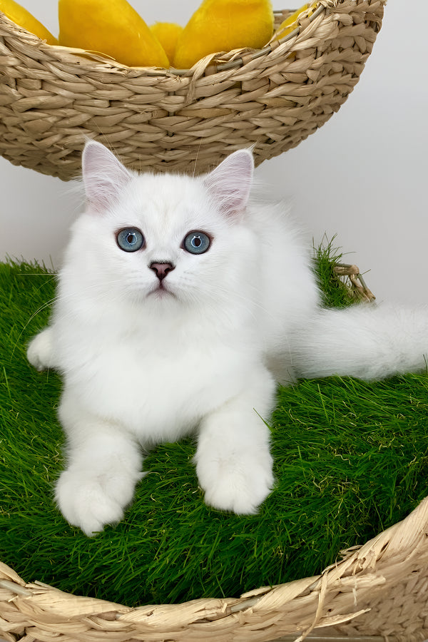 Valentino british longhair kitten fluffy white with blue eyes sitting on artificial grass in woven wicker basket