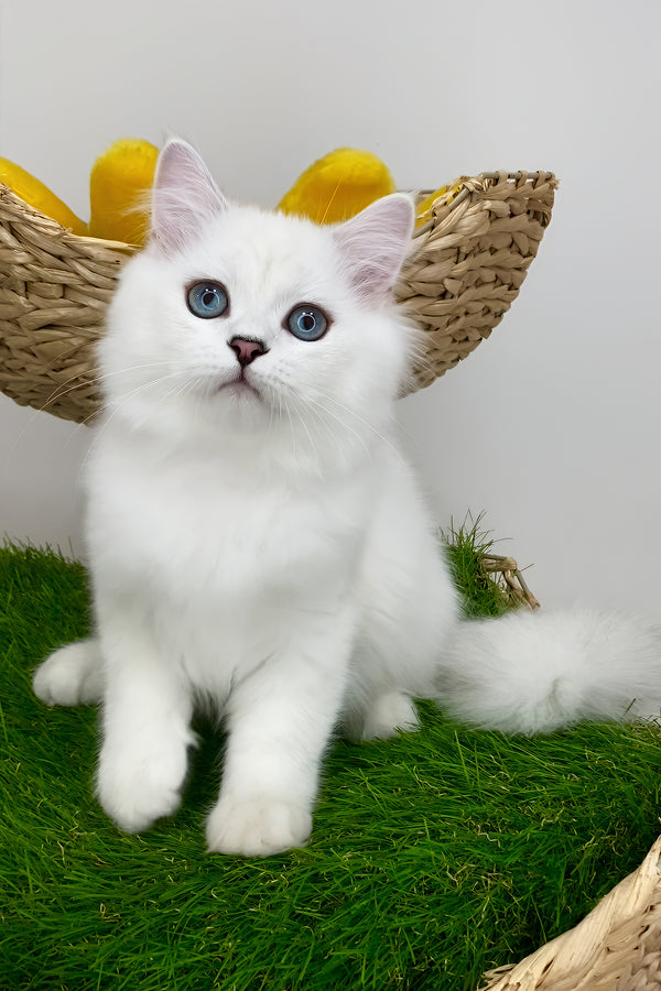 A british longhair kitten with fluffy white fur and striking blue eyes sits on artificial grass by a woven basket