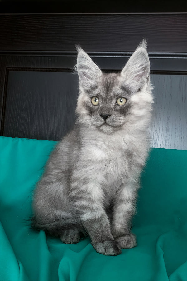 Van | Maine Coon Kitten