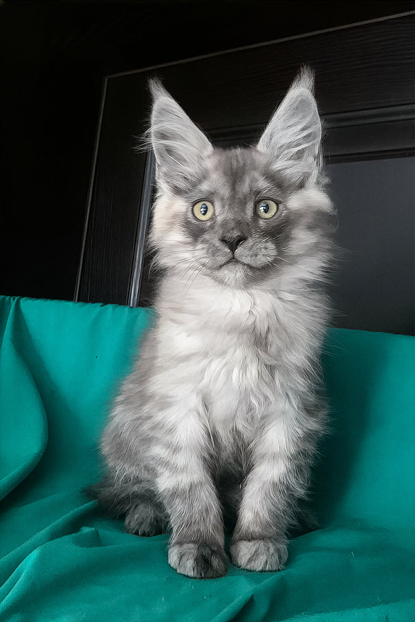 Van | Maine Coon Kitten