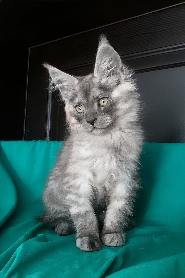 Van | Maine Coon Kitten