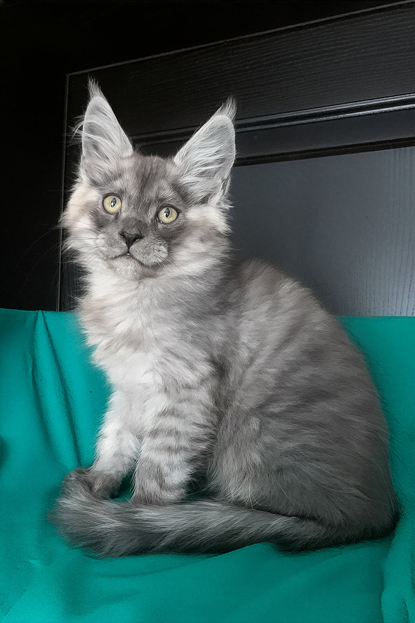 Van | Maine Coon Kitten