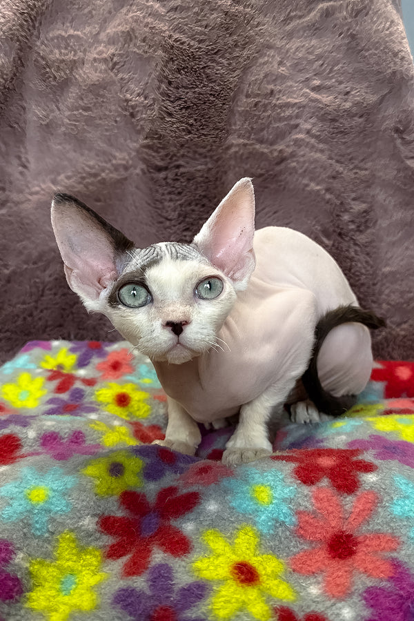 Van | Devon Rex Kitten