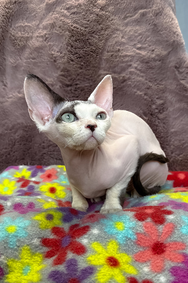 Van | Devon Rex Kitten