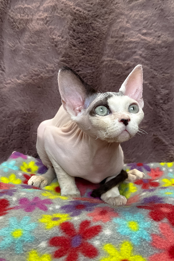 Van | Devon Rex Kitten